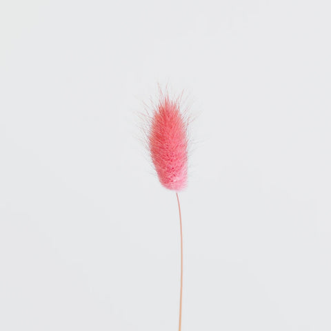 Pink Dried Craspedia Bunny Tails Stem - Image