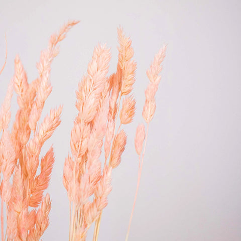 Pink Dried Orchad Flower Up Close