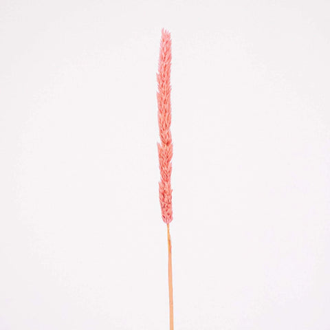 Pink Dried Thypa Flower Stem