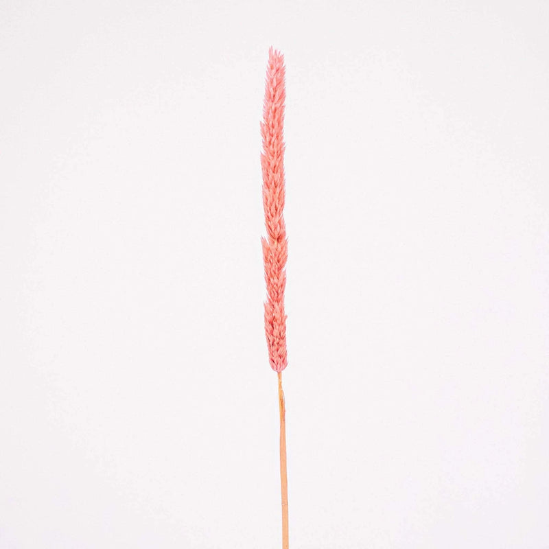 Pink Dried Thypa Flower Stem