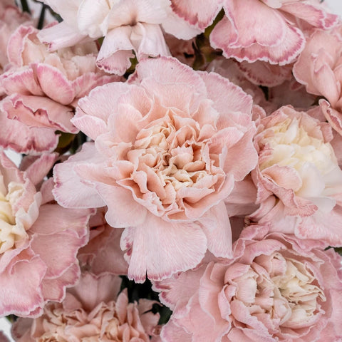 Pink Enhanced Carnation Flowers Close Up - Image