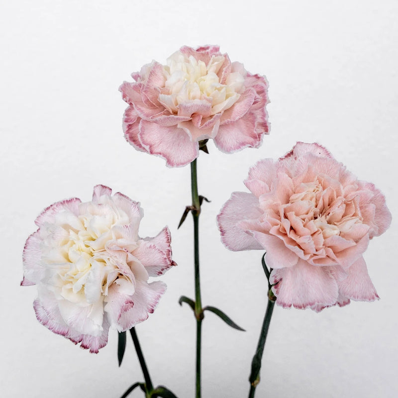 Pink Enhanced Carnation Flowers Stem - Image