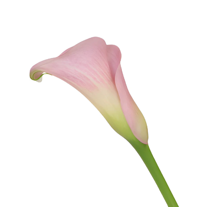 Blushing Bride Mini Calla Lily Flowers