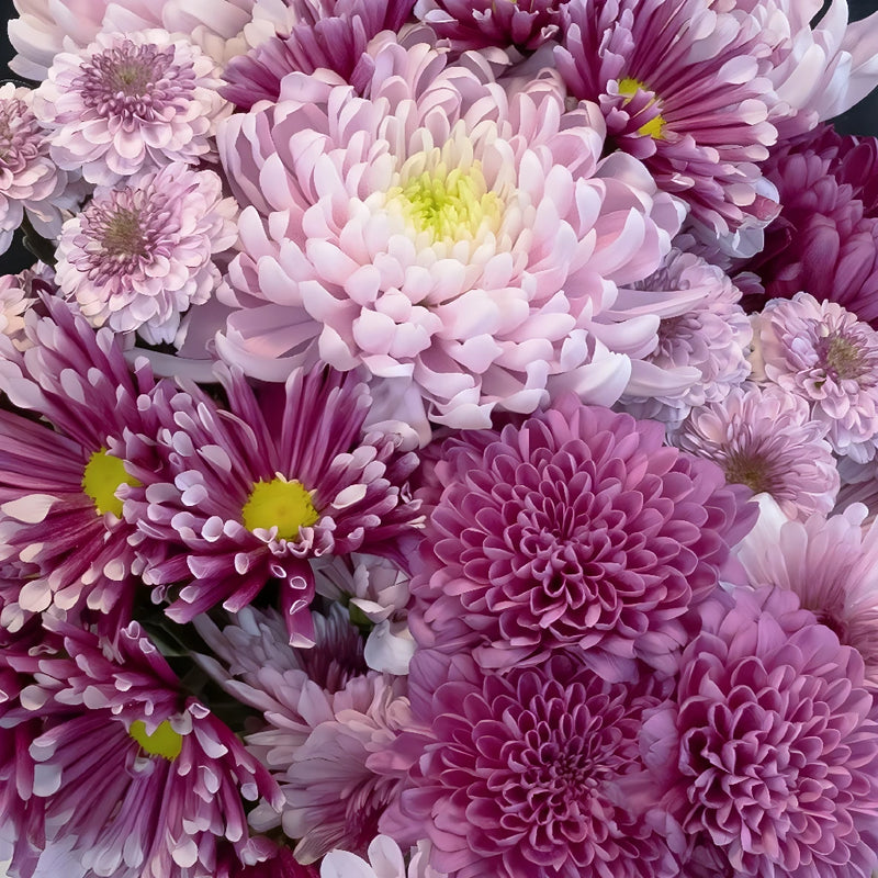 Pink Passion Mix Close Up - Image