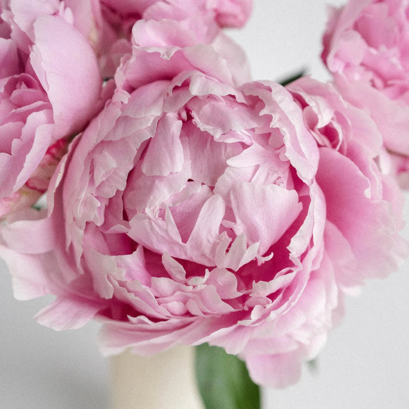 Pink Peonies Close Up - Image