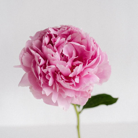 Pink Peonies Stem - Image