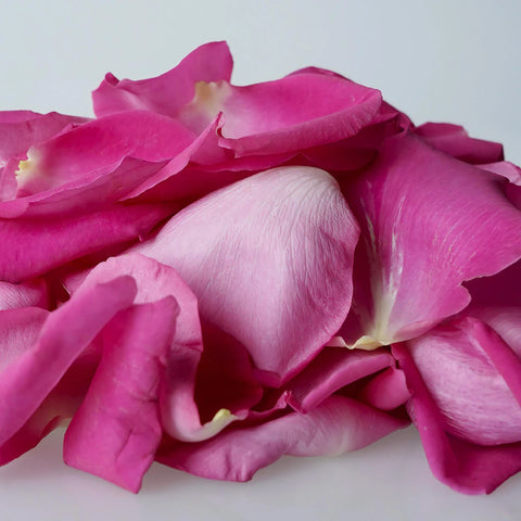Purple Roses Petals for a wedding