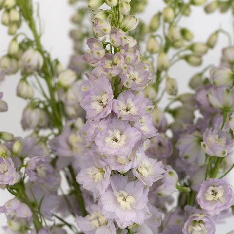 Pink River Designer Delphinium Flower Close Up - Image