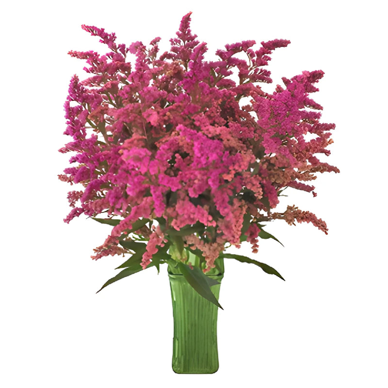 Pink Enhanced Estelle Solidago Filler Flowers