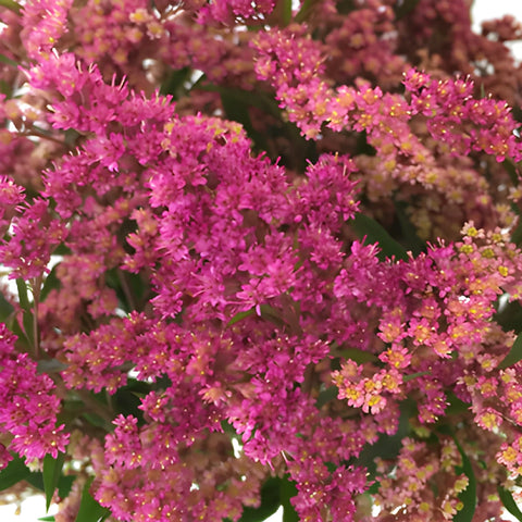 Pink Enhanced Estelle Solidago Filler Flowers