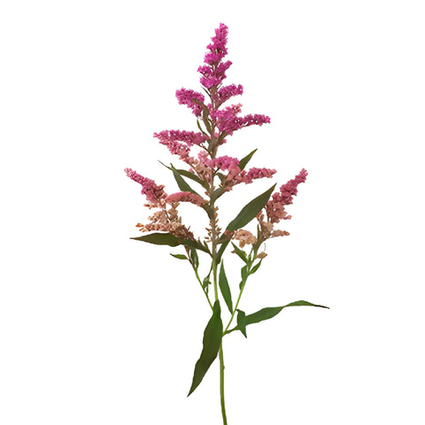 Pink Enhanced Estelle Solidago Filler Flowers