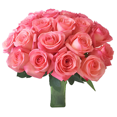 Pinkaboo Pink Rose