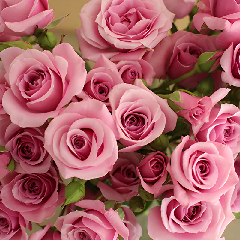 Pinky Lavender Spray Roses up close