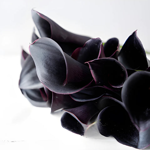Burgundy Black Mini Calla Lily Flower