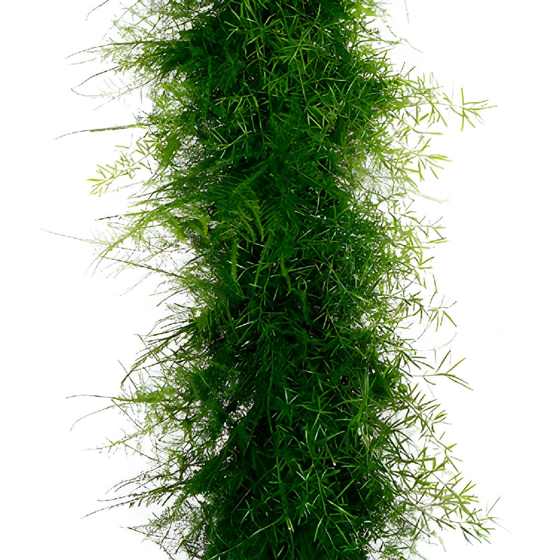 Plumosus Sprengeri Greens Garland