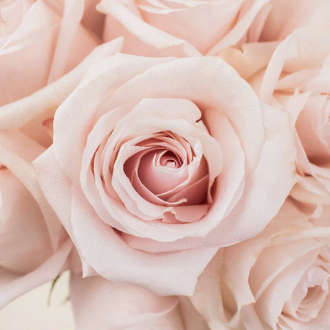 Poma Rosa Blush Rose Up Close