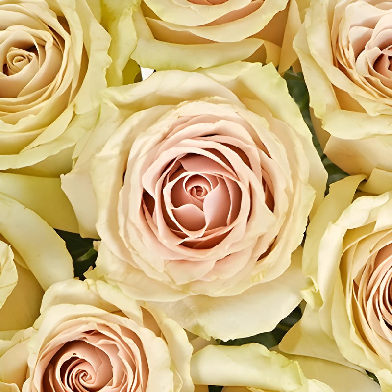 Blushing Sahara Sand Rose