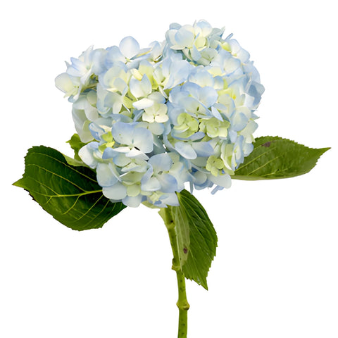 Blue and White Hydrangea Express Delivery