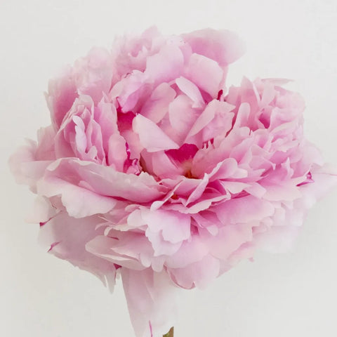 Prepaid Diy Flower Kit Subscription Box Other - Image