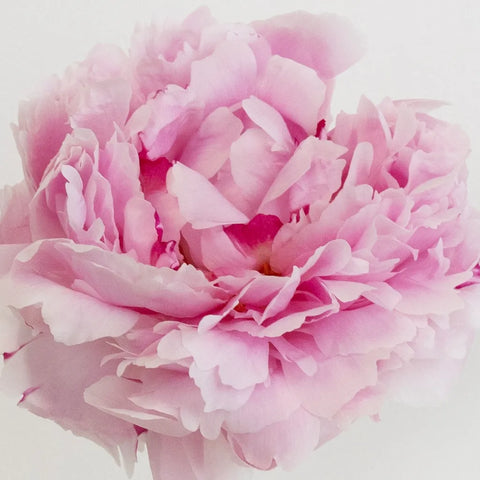 Prepaid Diy Flower Kit Subscription Box Other - Image