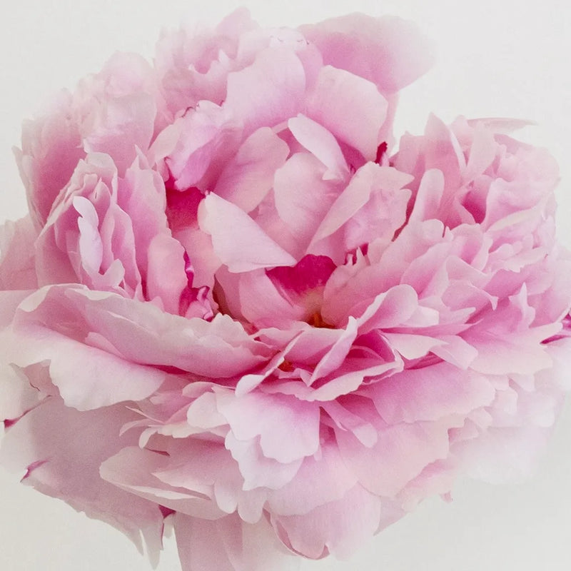 Prepaid Diy Flower Kit Subscription Box Other - Image
