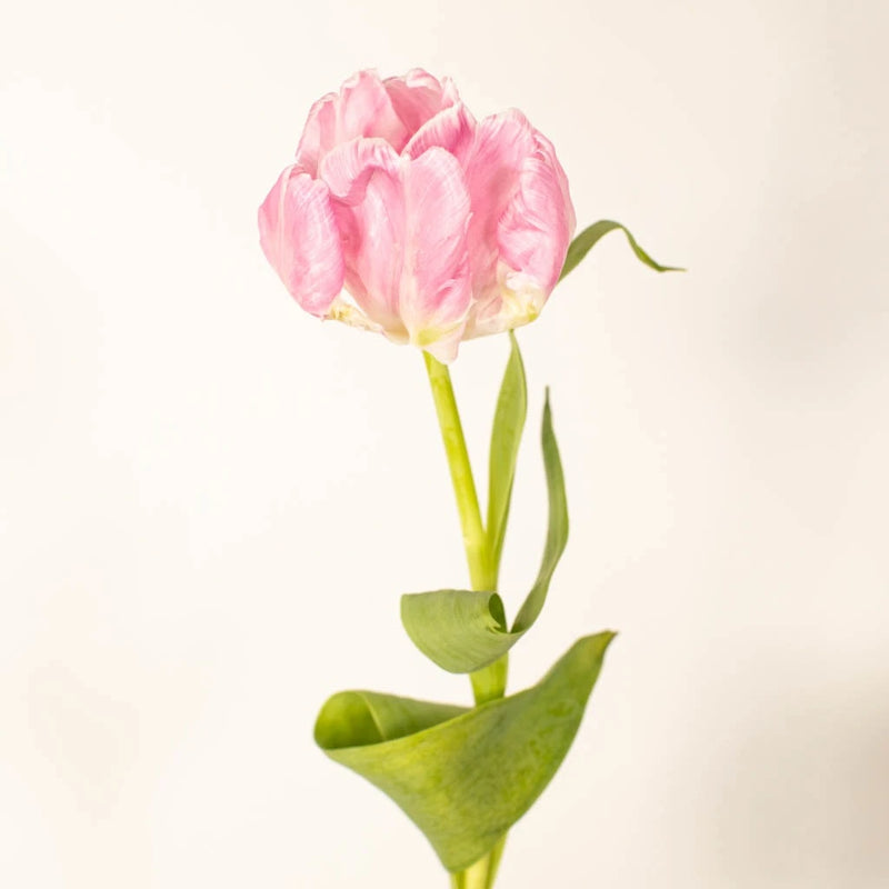 Preppy Pink Parrot Tulip Flower Vase - Image