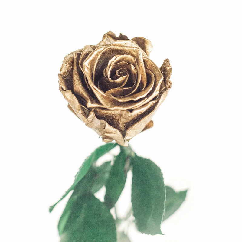 Preserved Andean Gold Rose Vase - Image