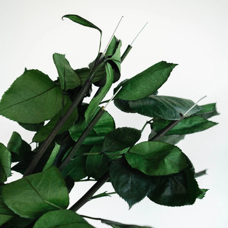 Preserved True Autumn Rose Mix - Image