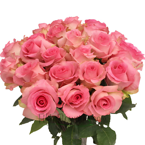 Priceless Pink Rose