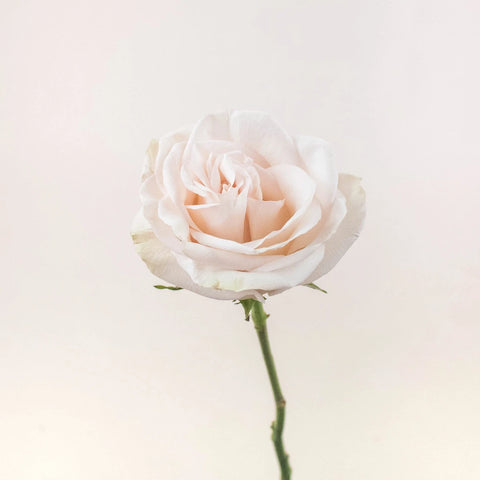 Priority Cream Rose Stem