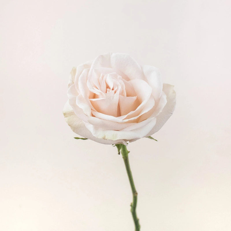 Priority Cream Rose Stem
