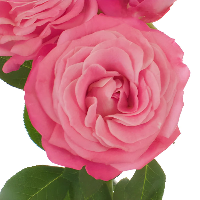 Prismatic Pink Spray Roses up close