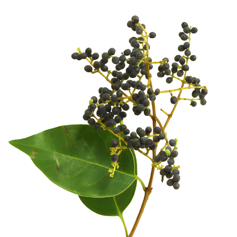 Single stem of privett berries wholesale fall greens sold near me
