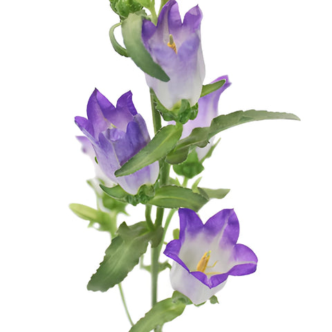 Lavender Campanula Bellflowers