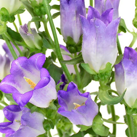 Lavender Campanula Bellflowers