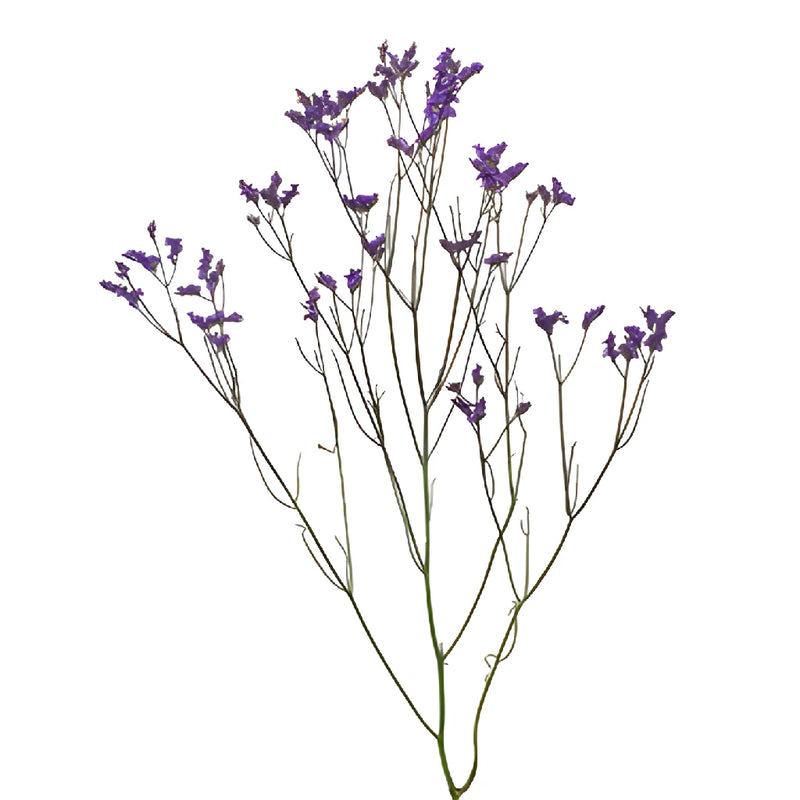 Purple Airbrushed Limonium Flowers