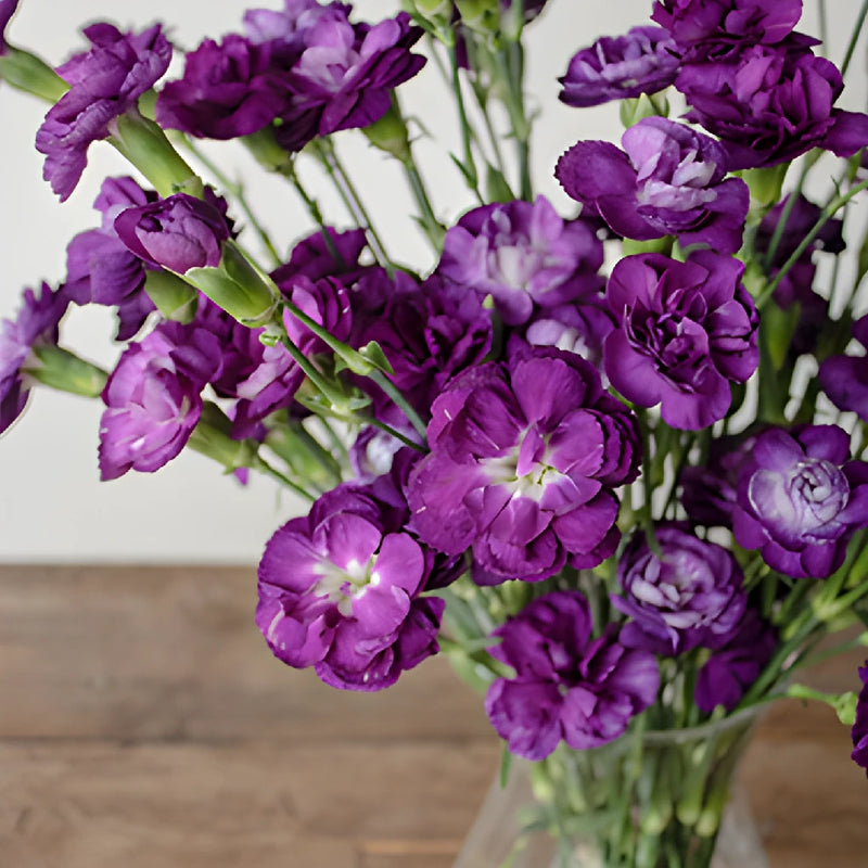 Purple Mini Carnation Flowers In a vase Close up