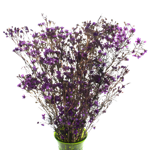 Majestic Purple Enhanced Wax Flowers May to November Delivery