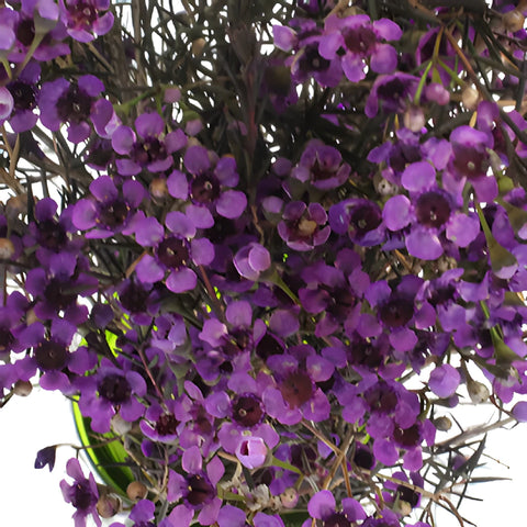 Majestic Purple Enhanced Wax Flowers May to November Delivery