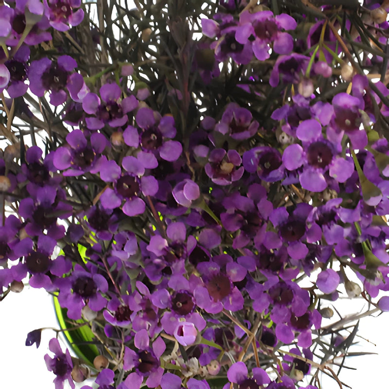 Majestic Purple Enhanced Wax Flowers May to November Delivery