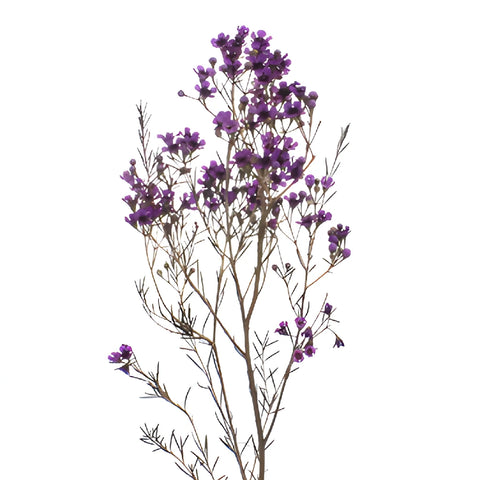 Majestic Purple Enhanced Wax Flowers May to November Delivery
