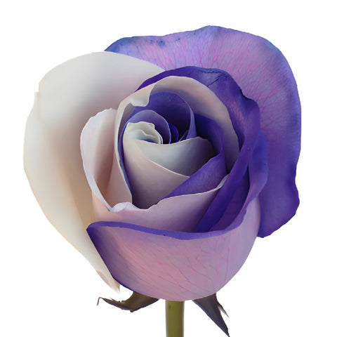Purple and White Rainbow Roses