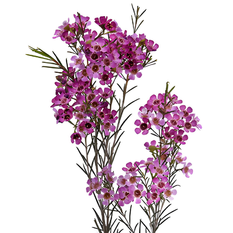 Purple Wax Flower December to May Delivery