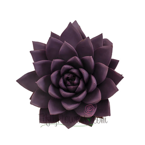 Grape Purple Enhanced Succulents