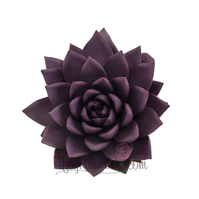 Grape Purple Enhanced Succulents