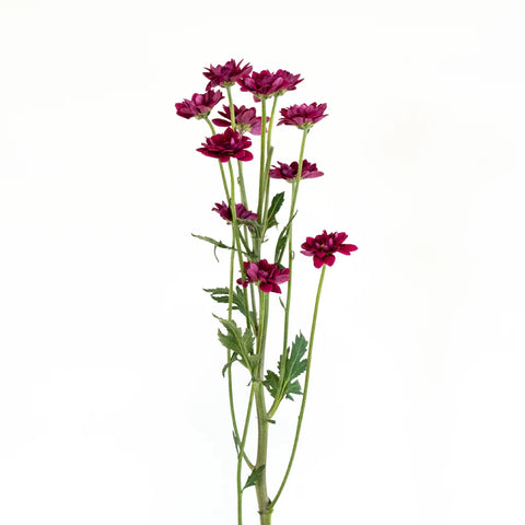 Purpleberry Mini Pom Flower Vase - Image