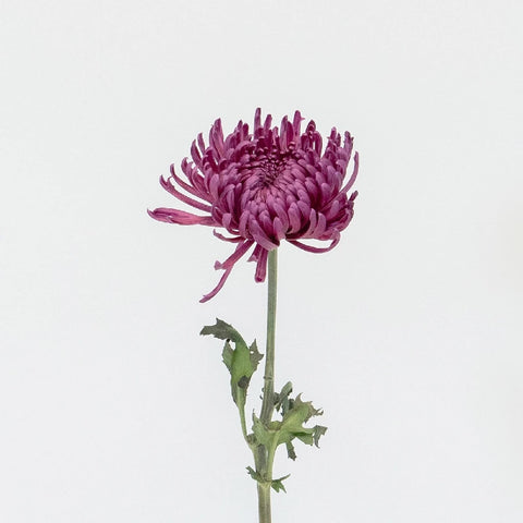 Purpleberry Spider Mum Stem - Image