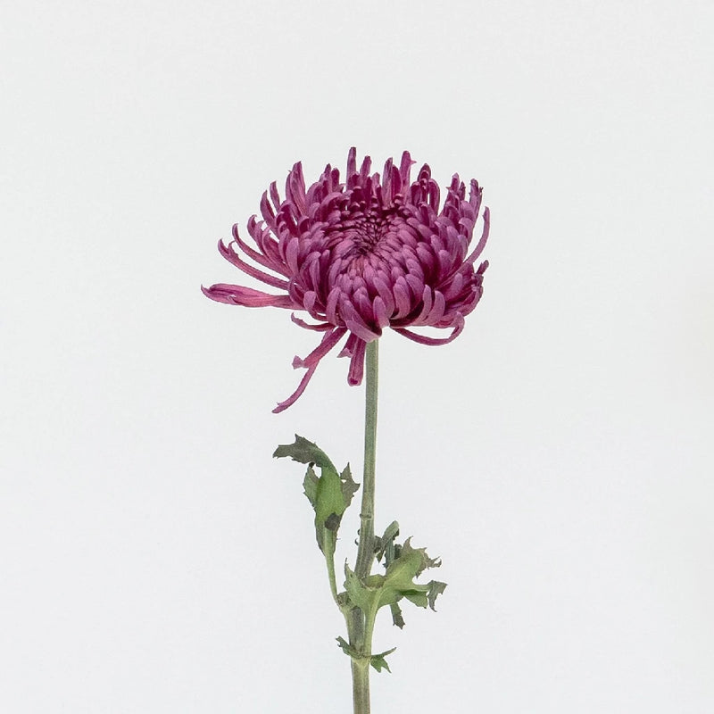 Purpleberry Spider Mum Stem - Image