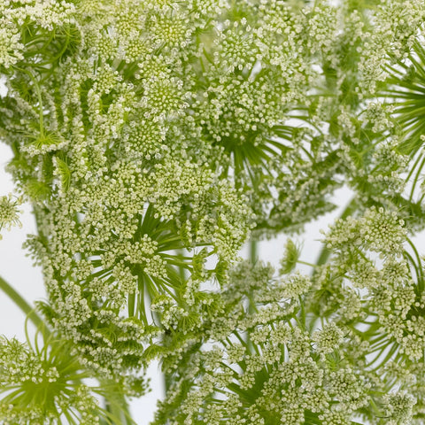 Queen Annes Lace Filler Flower Close Up - Image