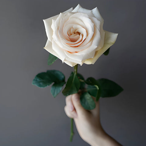 Queen of Pearl Rose